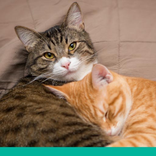 Read more about the article Feline Owner Brochure OLD
