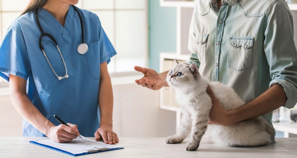 How Veterinary Technicians Assist in the Diagnosis of CKD in Cats ...