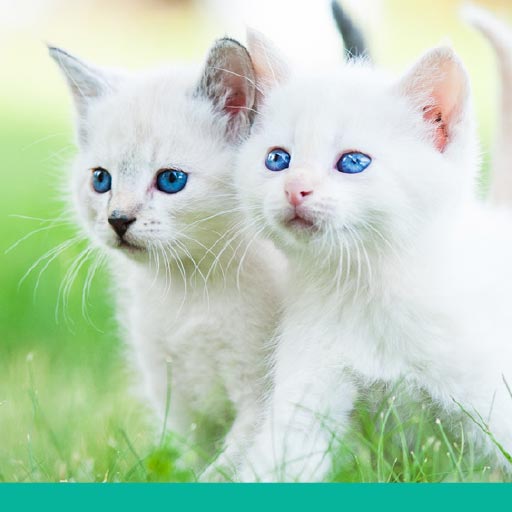 Read more about the article Keeping Your Cat Healthy OLD