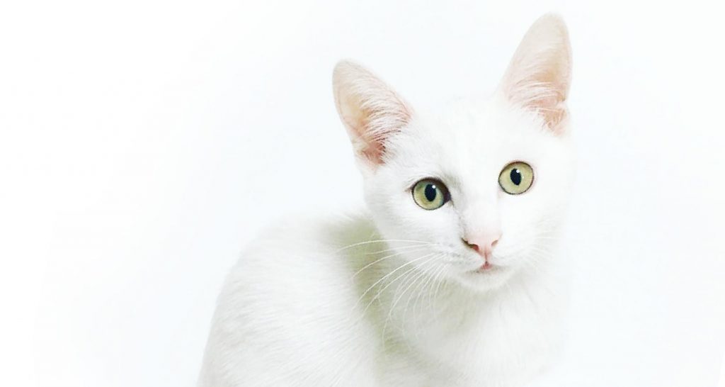 Feline Leukemia Brochure - PetlifeCA