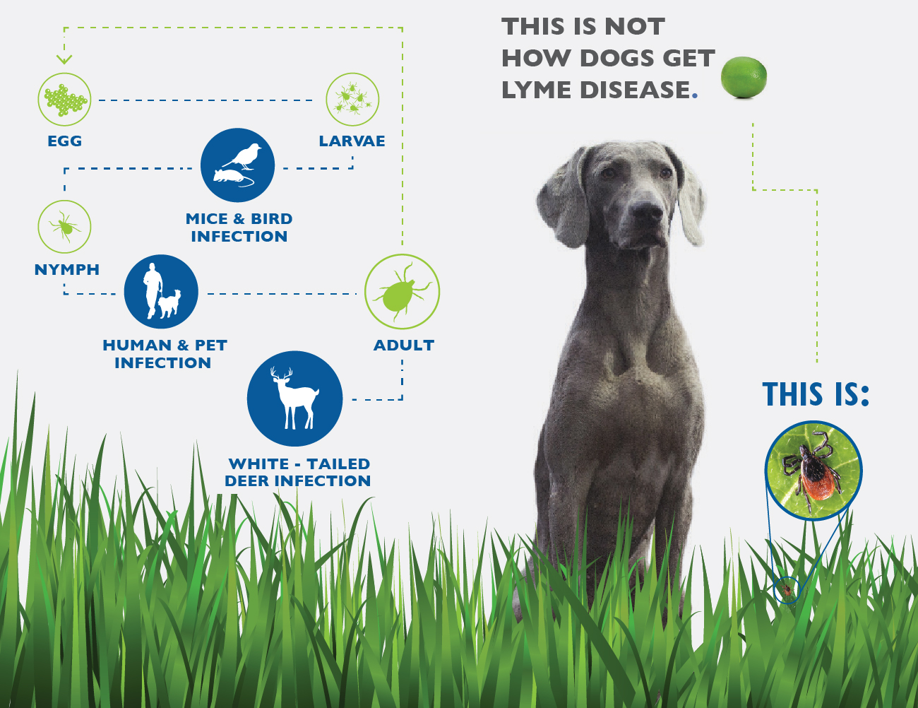 how much is a lyme disease shot for dogs