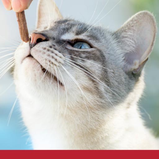 Read more about the article Can Cats Eat That? OLD
