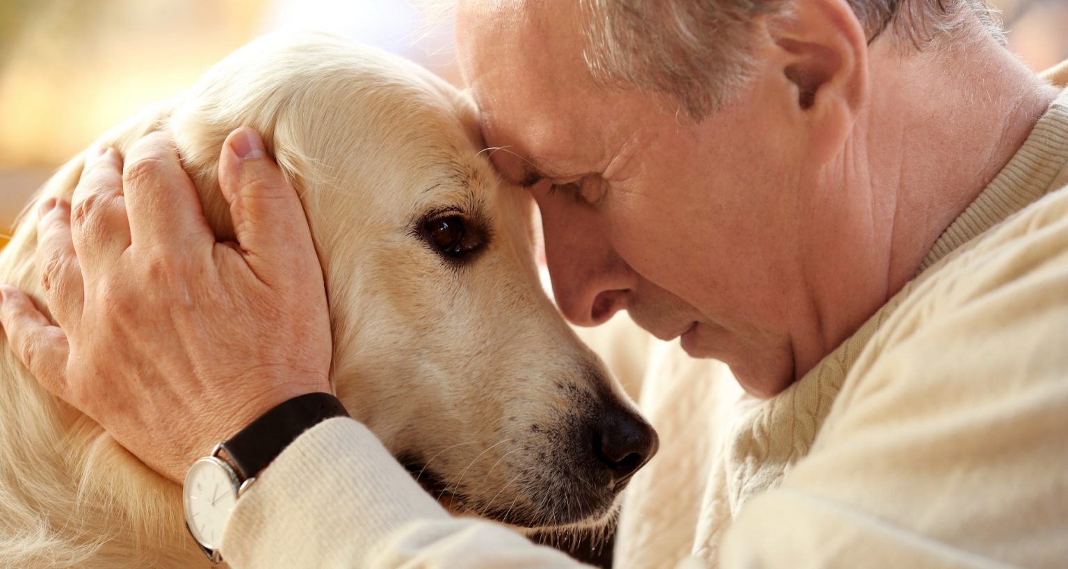 Is Your Dog Slowing Down Because Of Aging? PetlifeCA