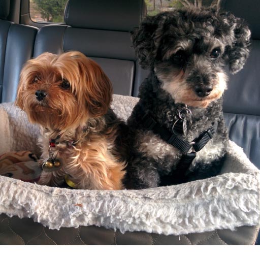 Read more about the article How To Tackle Pet Transport During Holidays OLD
