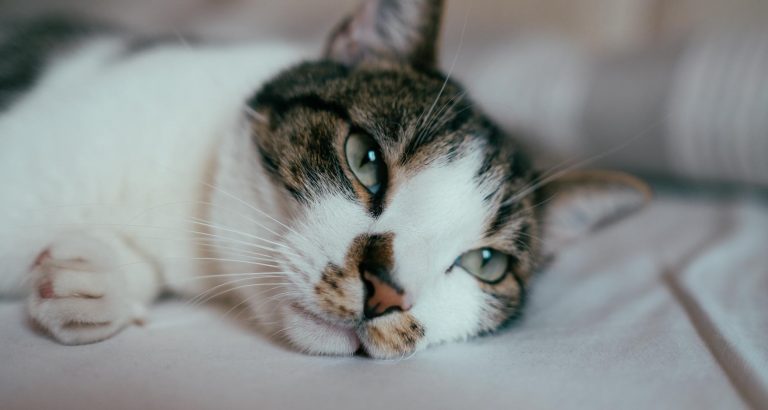 CKD Risk Factors in Cats - PetlifeCA