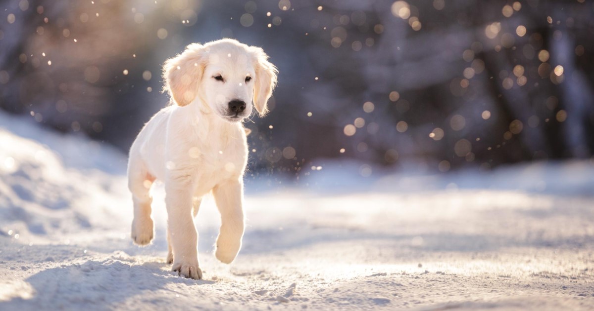 can dogs withstand cold weather