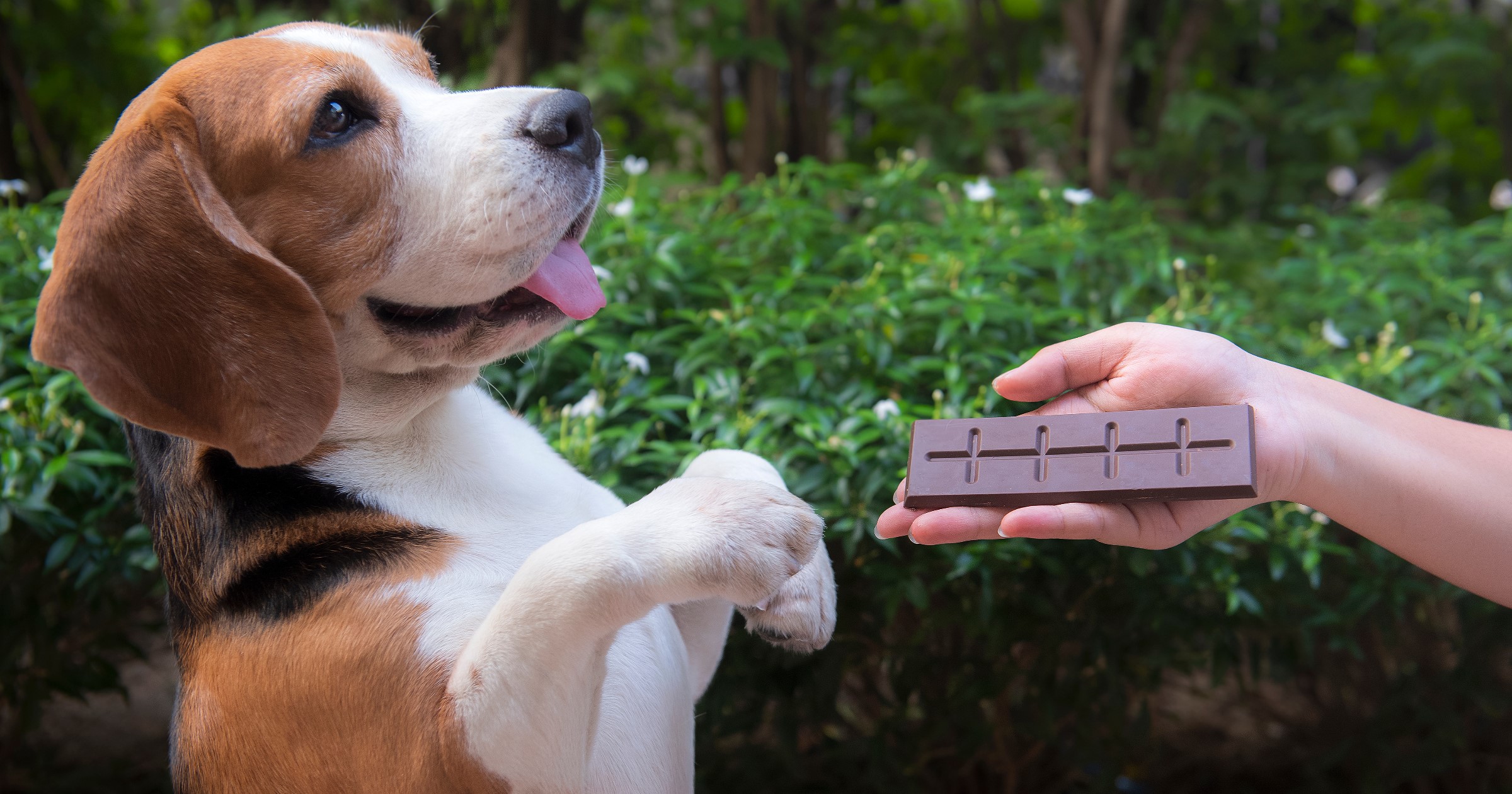 Why chocolate not good for outlet dogs