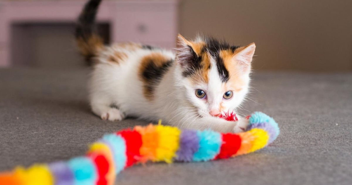 Top Toys For Cats PetlifeCA