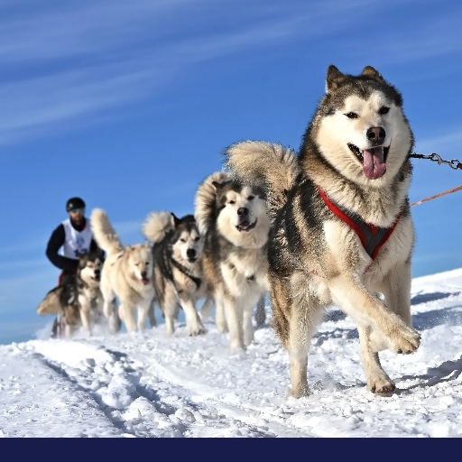 Read more about the article What You Need To Know About Working, Service & Therapy Dogs OLD