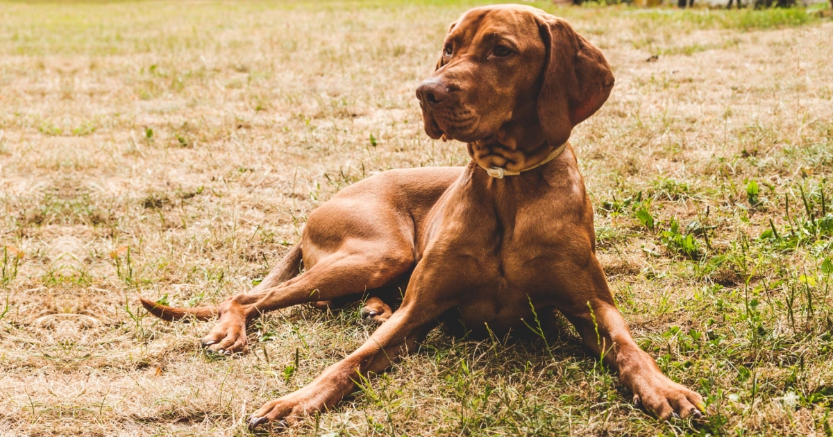 Does Your Dog Have A Healthy Coat Skin PetlifeCA