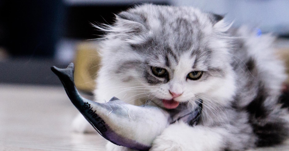 When it comes to cat food, there are a few things to keep in mind. First, it should be made with quality ingredients. Second, it should be easy to find and deliver to your home. And finally, it should be safe for your cat to eat. Here are a few tips on how to get the best cat