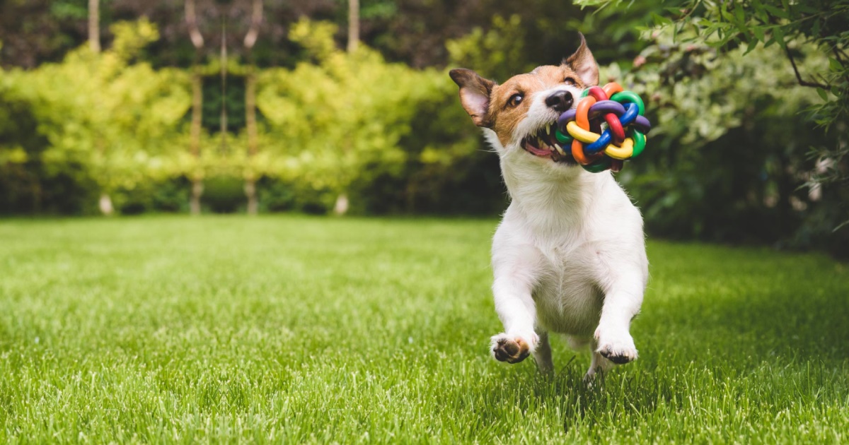 https://petlifeca.ca/wp-content/uploads/2020/08/PetlifeCA-training-behaviours-habits-benefits-of-dog-toys-FB.jpg