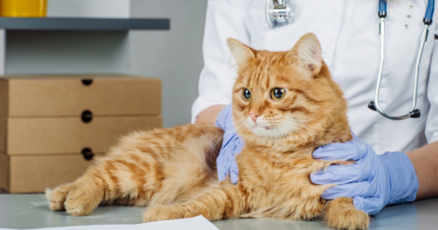 Diabetes In Cats Symptoms PetlifeCA