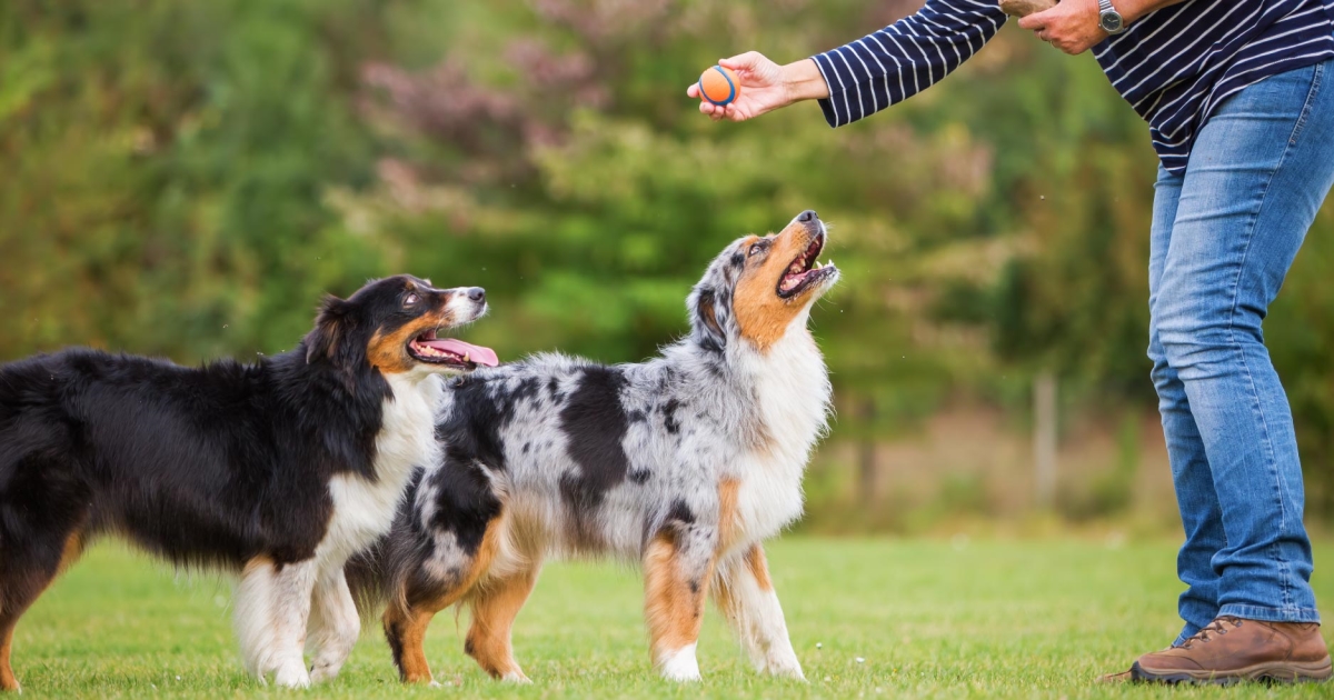 How To Train Older Dogs PetlifeCA