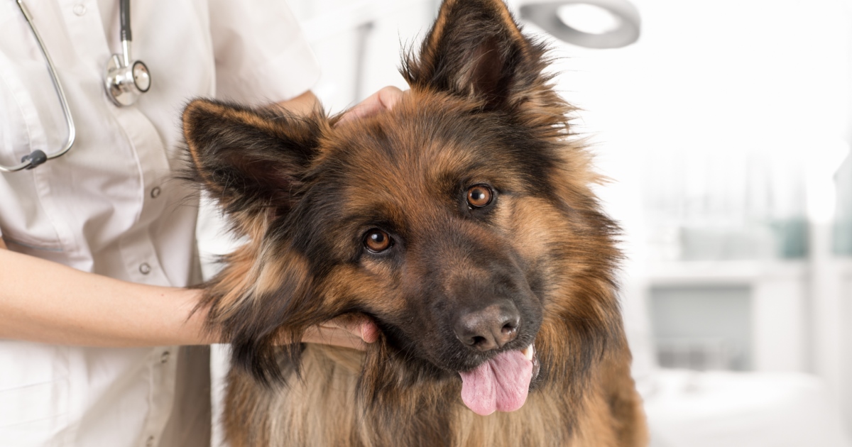 Pain Management For Your Dog - PetlifeCA