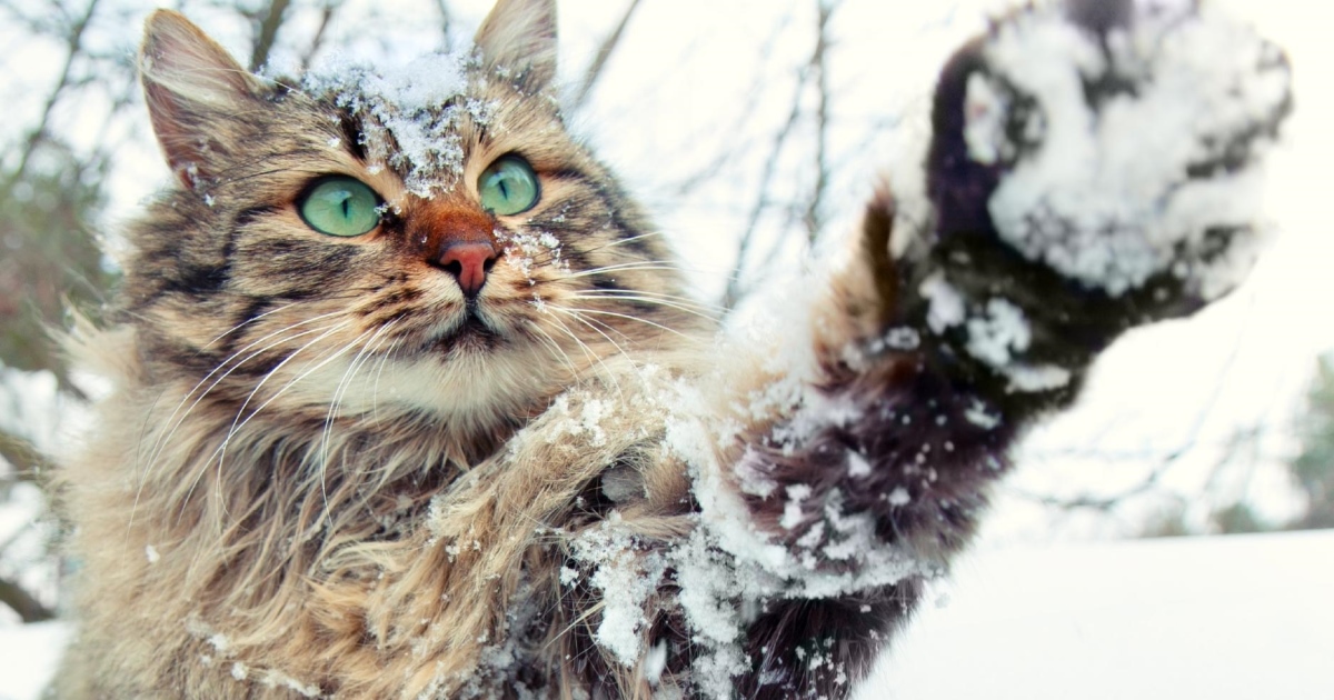When Is It Too Cold For Cats To Be Outside? PetlifeCA