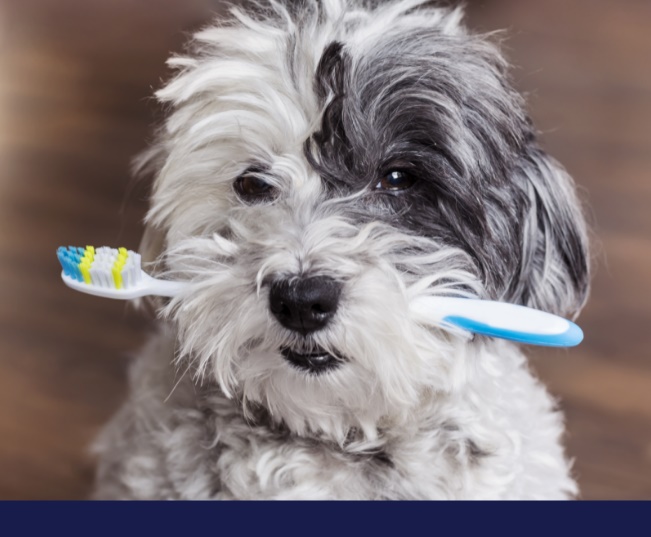 Read more about the article Etiquette At Dog-Friendly Restaurants