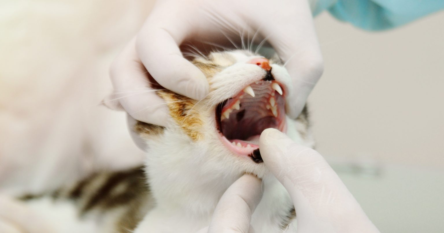 Stages And Treatment Of Gum Disease In Cats - PetlifeCA