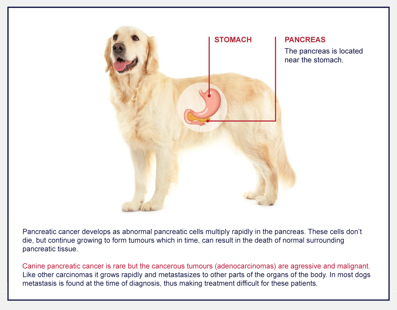 Pancreatic Cancer Adenocarcinoma In Dogs Petlifeca