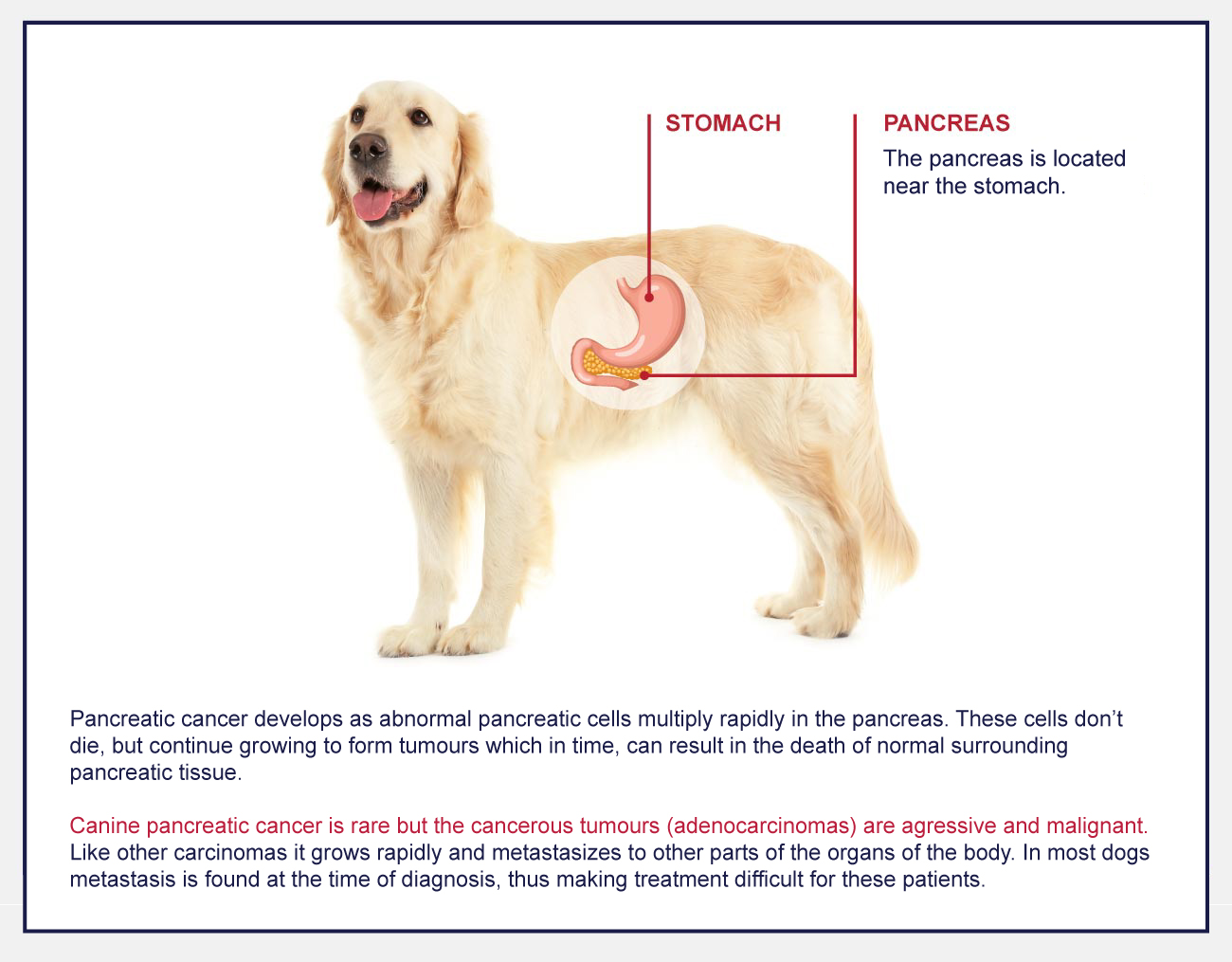 is pancreatic cancer in dogs painful