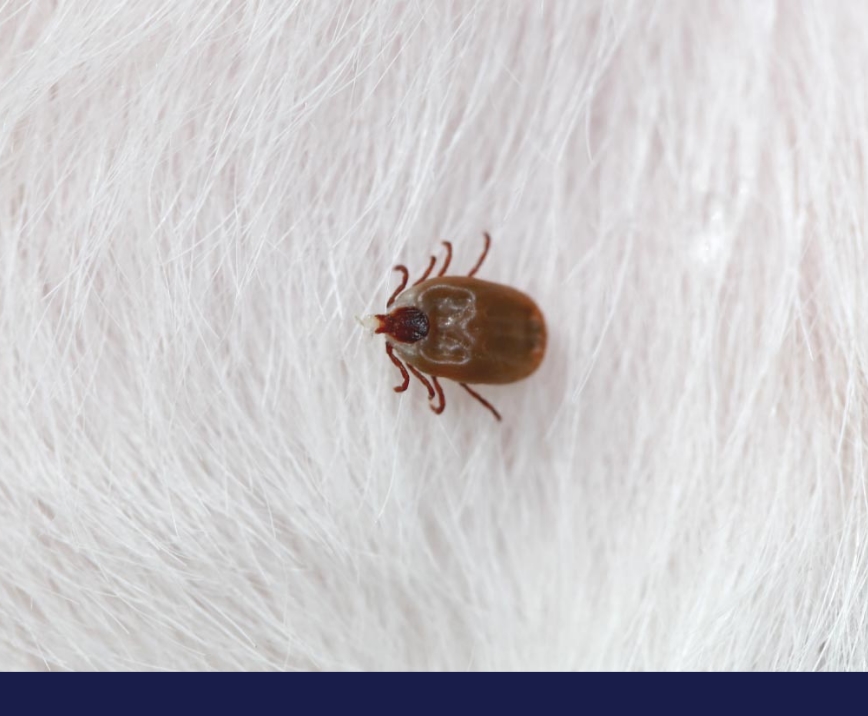 Read more about the article PARASITICIDES TEST PAGE