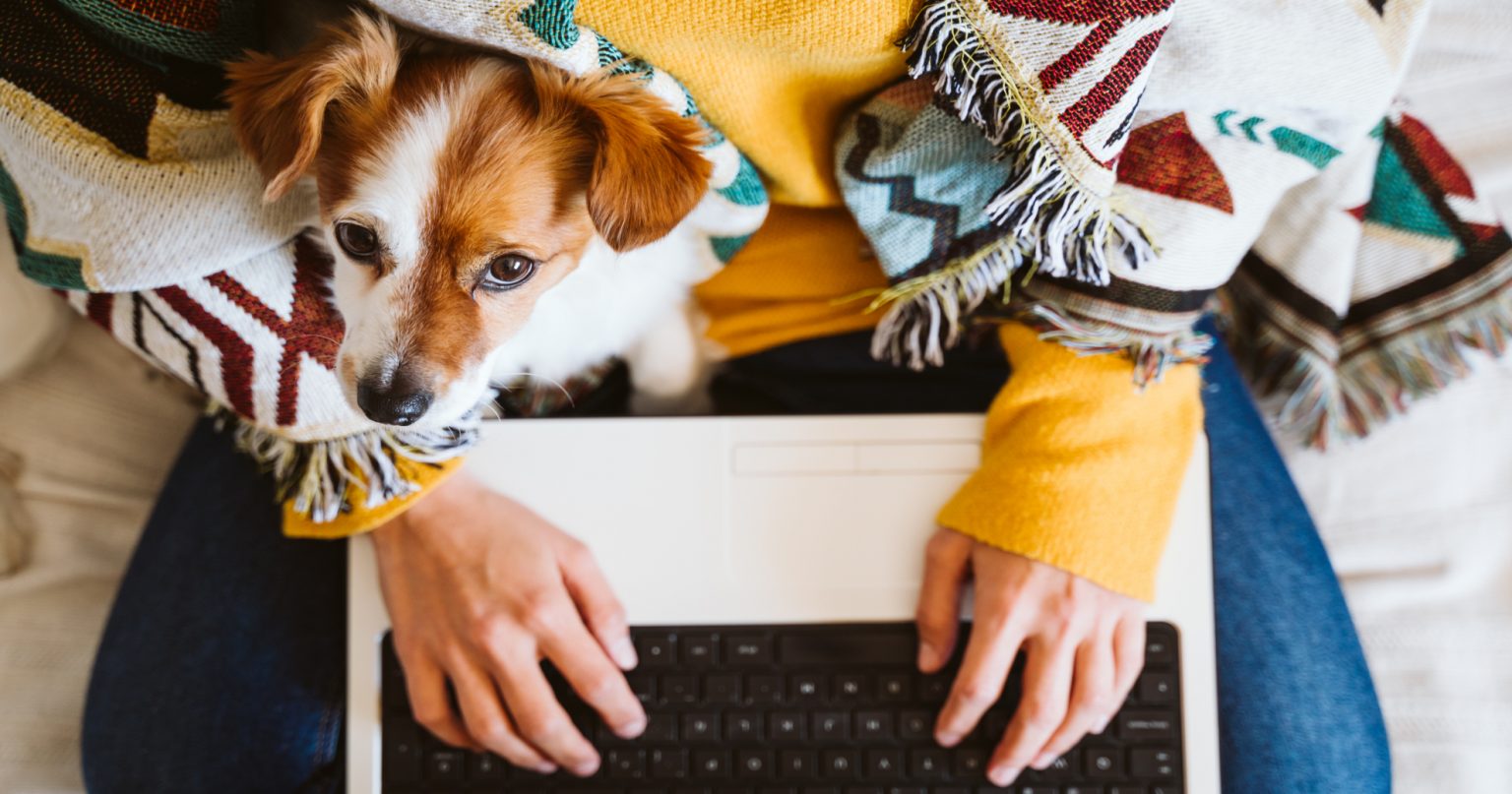 Take Your Pet To Work Day PetlifeCA