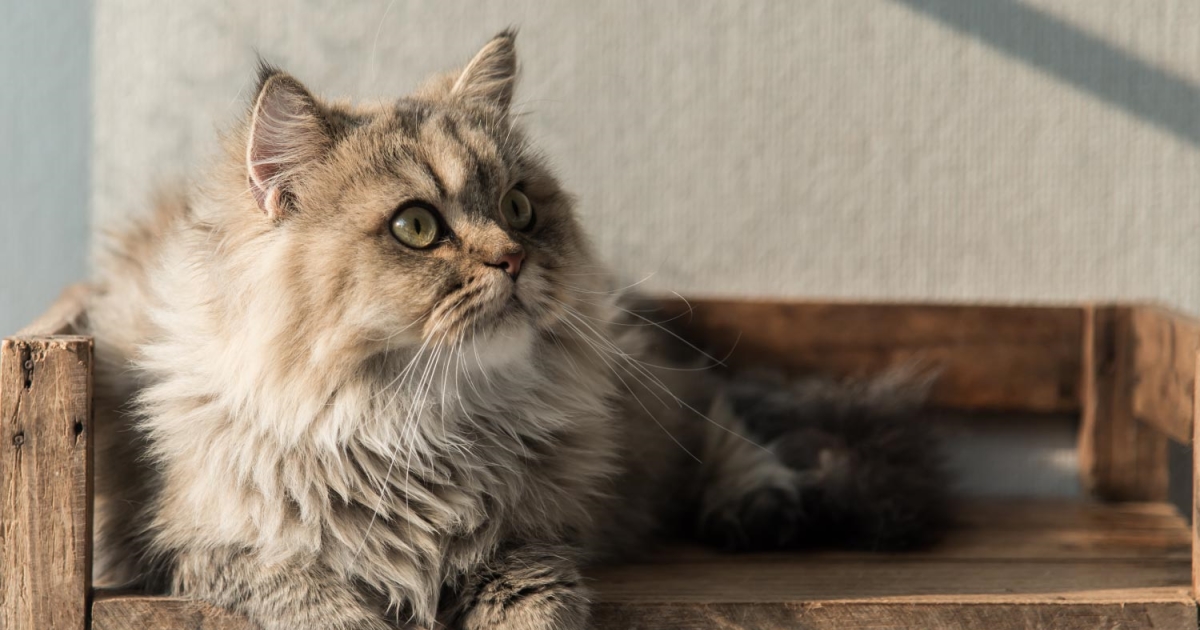 Causes Of Feline Chronic Kidney Disease - PetlifeCA