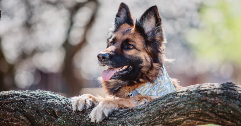 dog-breeds-and-how-long-they-should-be-walked-petlifeca