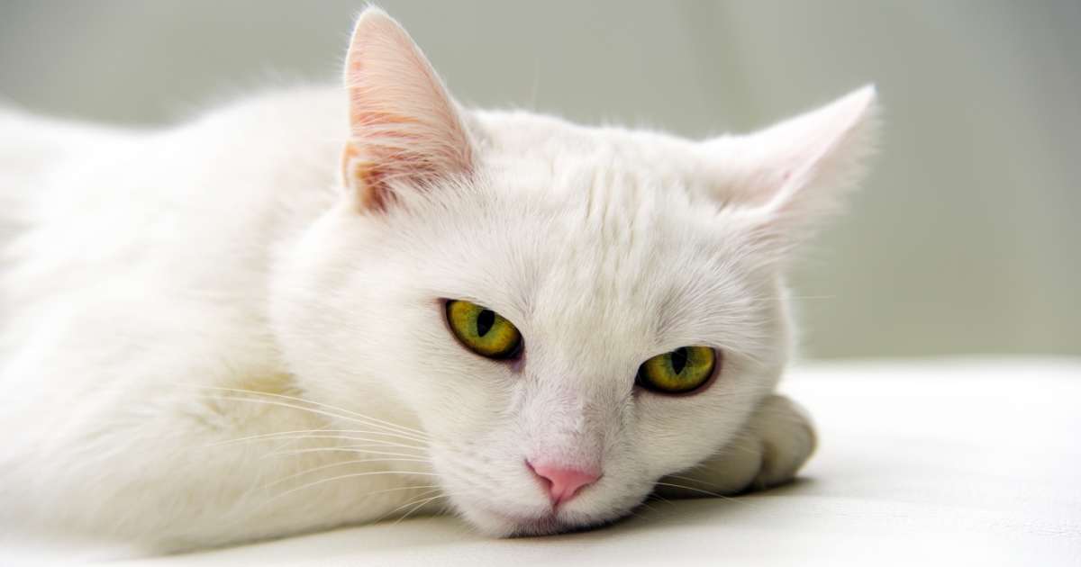 Why Vaccinate Your Cat? PetlifeCA