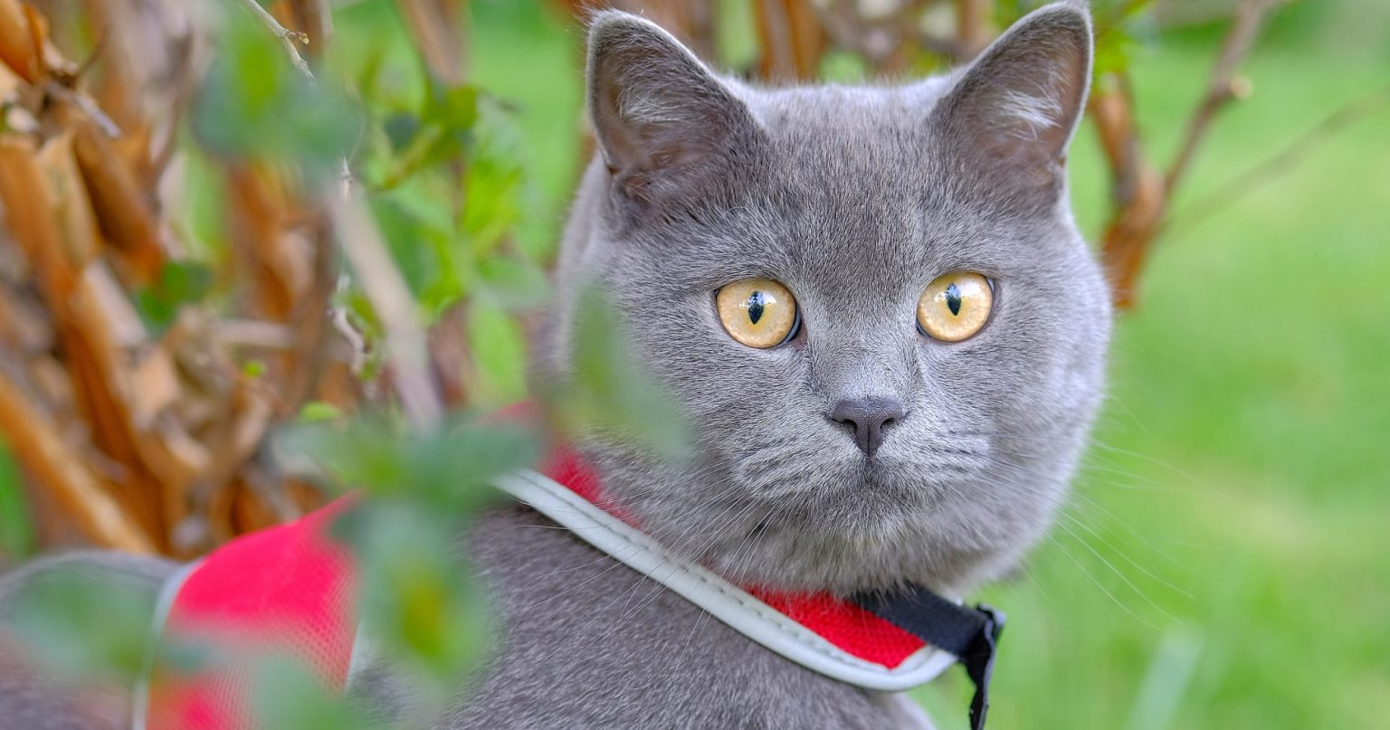 Cats Can Enjoy The Great Outdoors Too! PetlifeCA