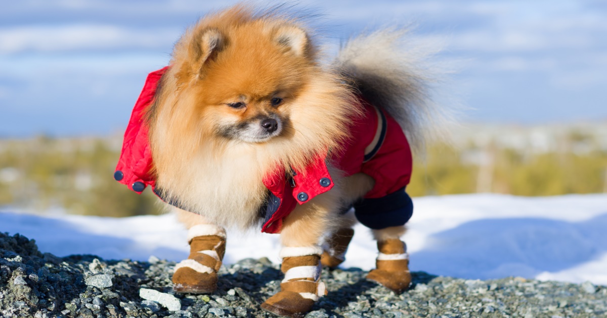 Dogs And Boots PetlifeCA