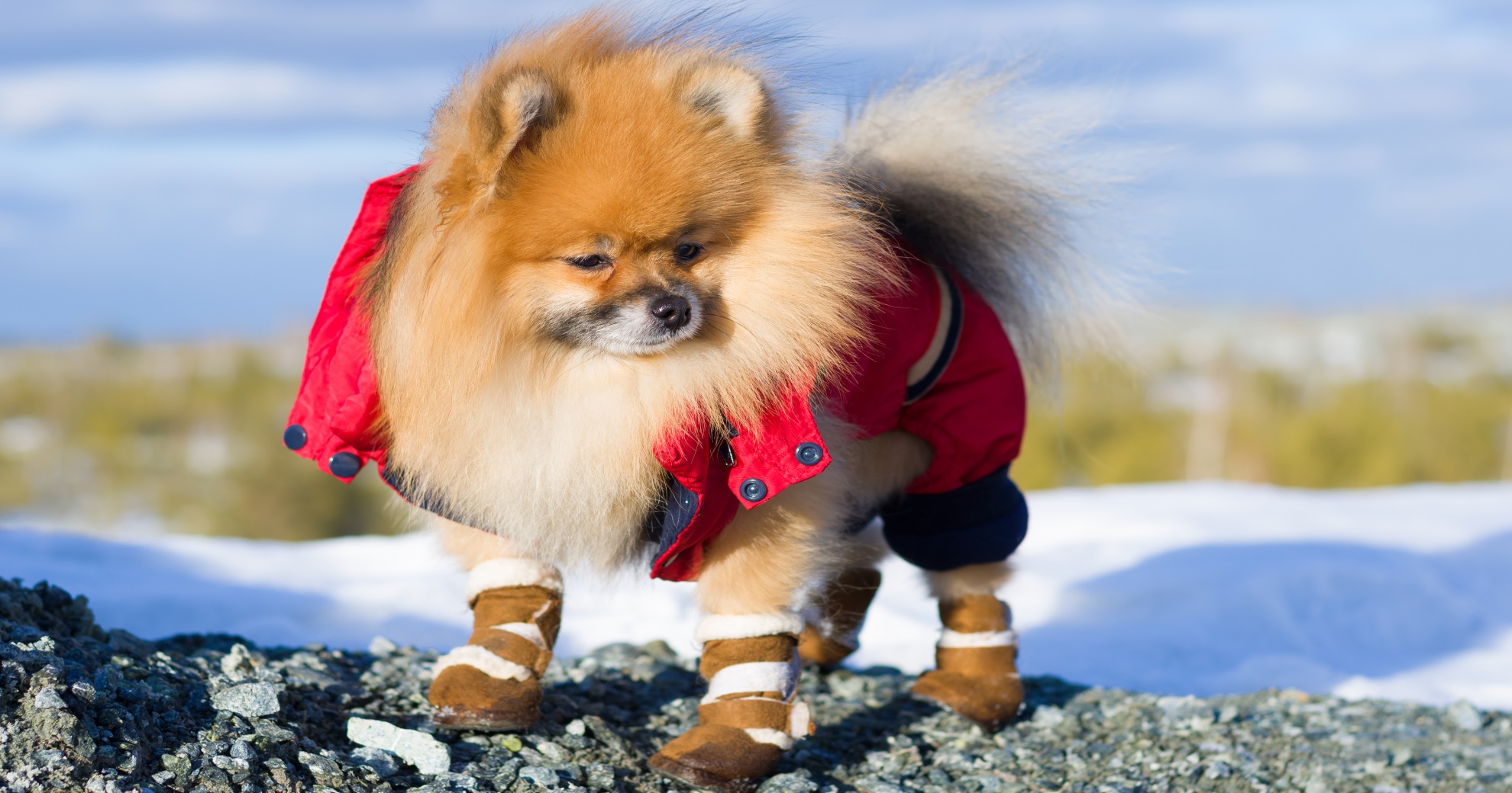 Boots with store dogs on them