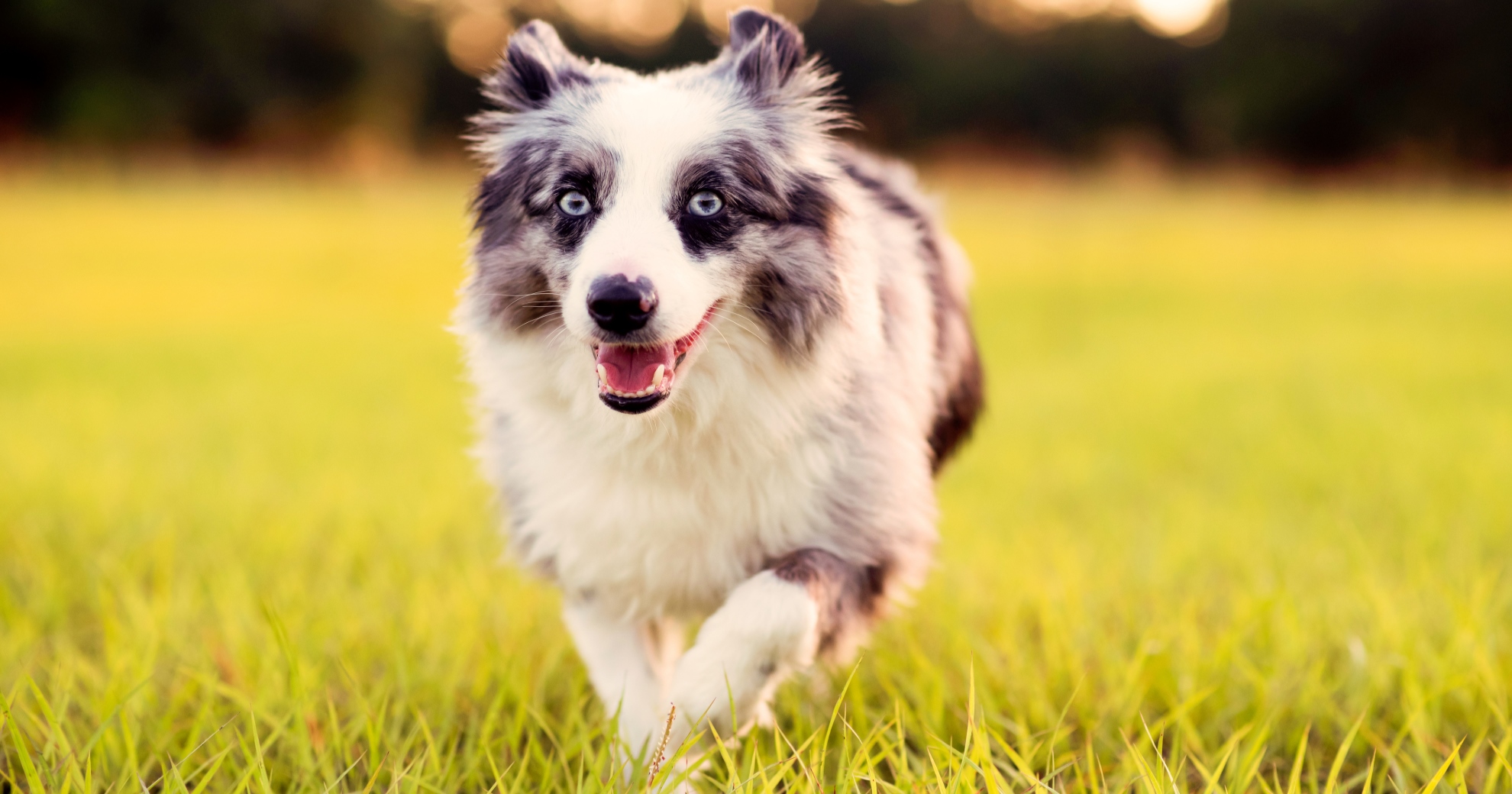 Canine Infectious Respiratory Disease Complex (CIRDC) PetlifeCA