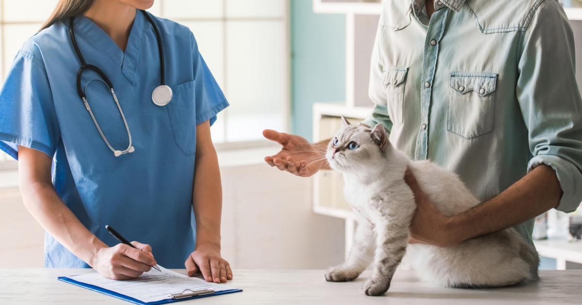 How Veterinary Technicians Assist in the Diagnosis of CKD in Cats ...