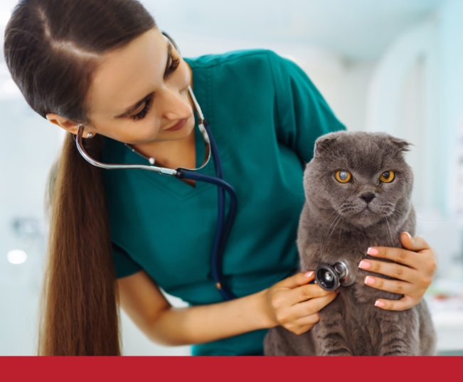 Read more about the article Things You Need To Know About Cat Surgery OLD
