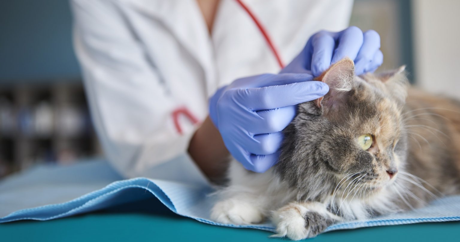 Worms In Cats Intestinal Parasitic Infestation PetlifeCA