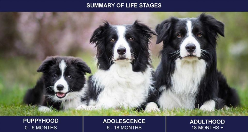 How To Train Older Dogs PetlifeCA