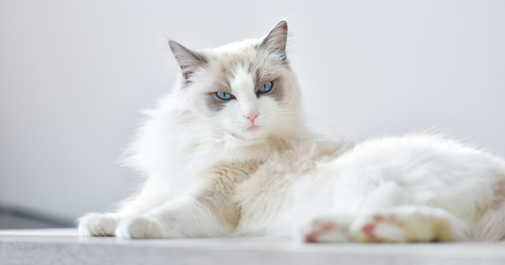 Should You Bathe Your Cat? PetlifeCA