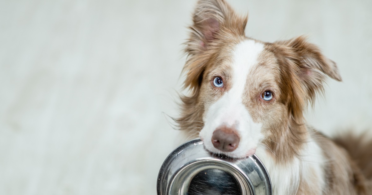 what-to-look-for-on-pet-food-labels-petlifeca