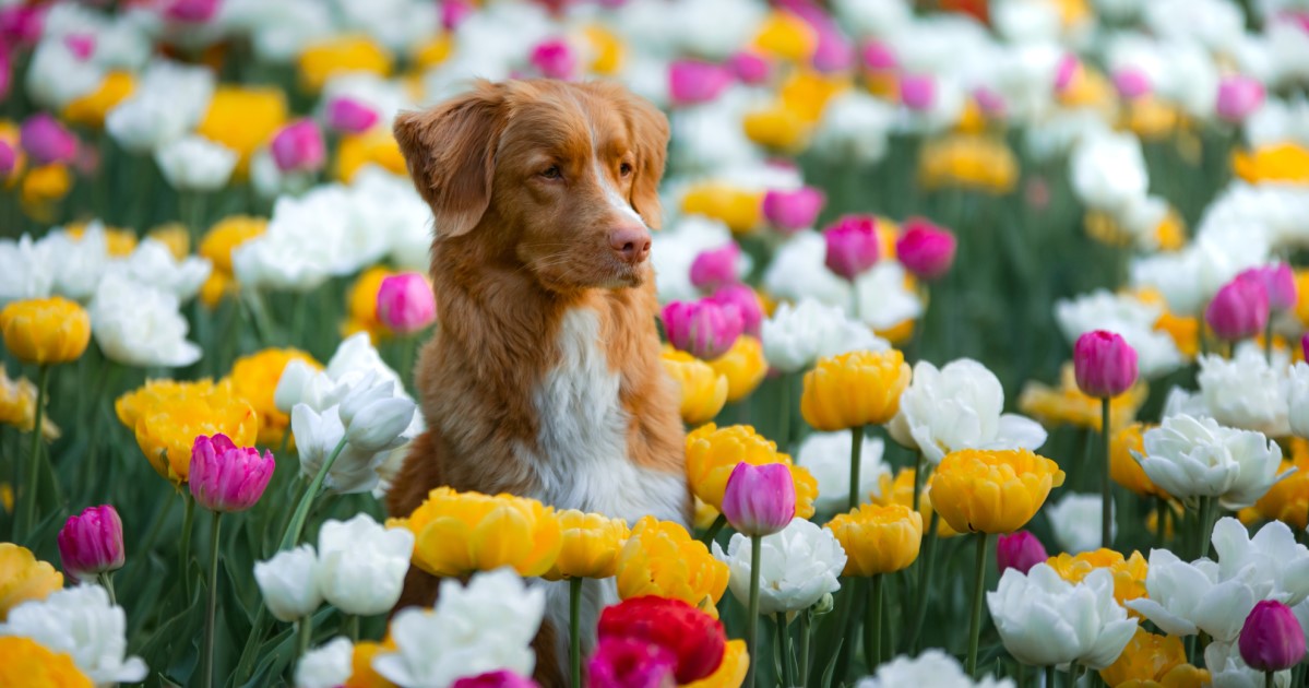 Toxic Plants: What Dog Owners Should Know - Petlifeca