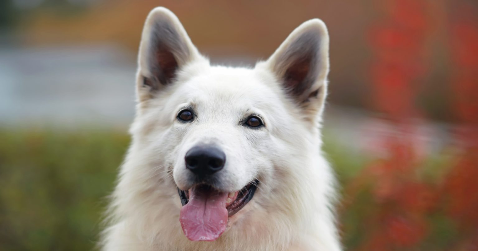 Teaching Deaf Dogs Sign Language PetlifeCA