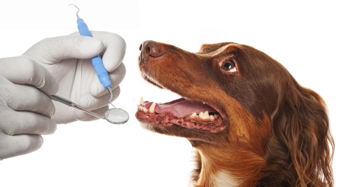 Dental Disease In Dogs PetlifeCA