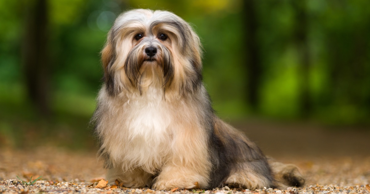 The Best Dog Breeds For People With Allergies PetlifeCA