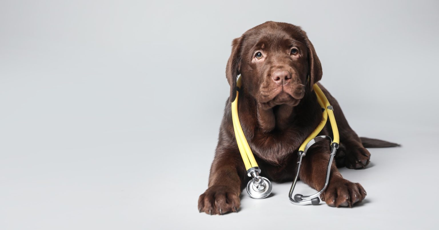 4DX/Accuplex Blood Testing For Dogs It’s More Than Just A Heartworm Test! PetlifeCA