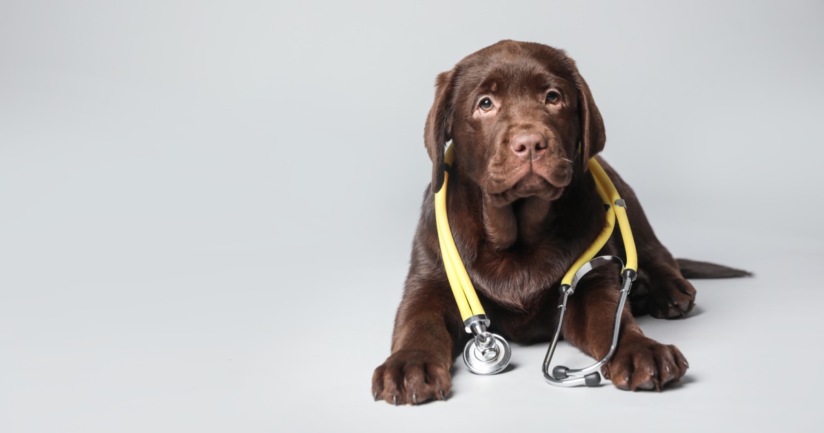4DX/Accuplex Blood Testing For Dogs It’s More Than Just A Heartworm Test! PetlifeCA