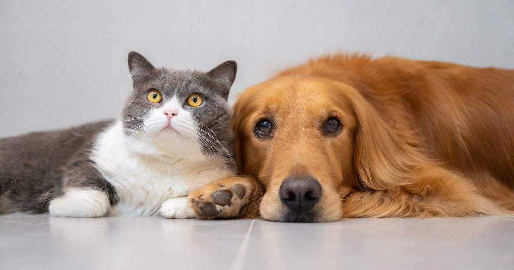 Gastrointestinal Health In Dogs And Cats - PetlifeCA