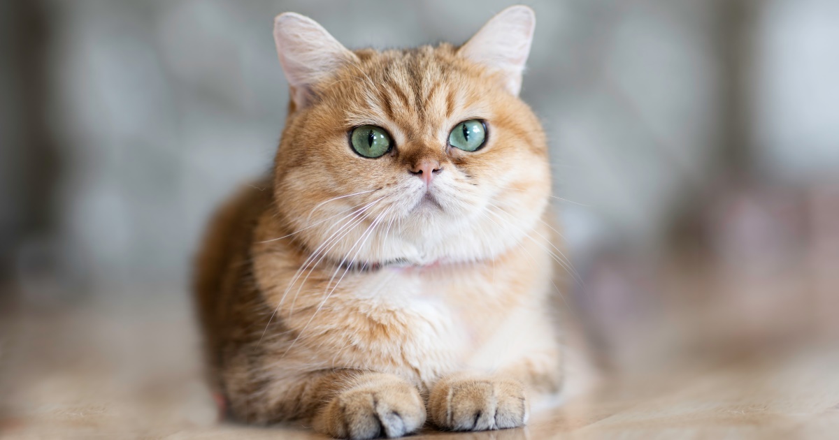 Caring For Your Cat’s Ears - PetlifeCA