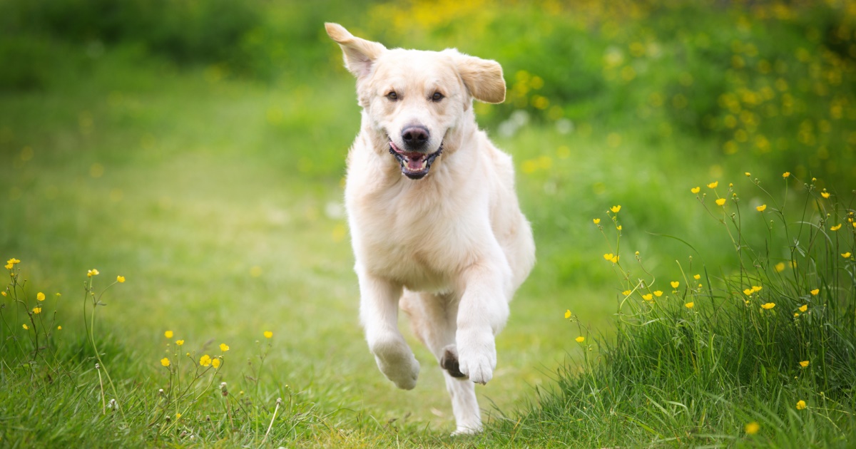 Anal Gland Problems In Dogs - PetlifeCA