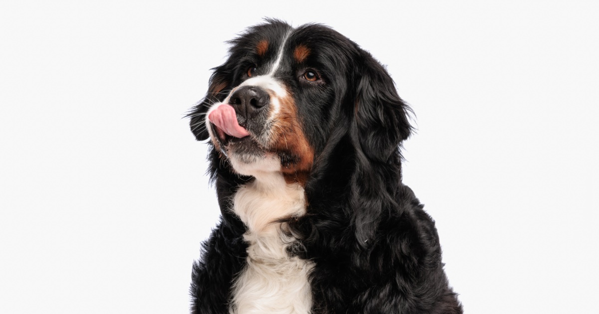 Recipe Liver Biscuits For Dogs PetlifeCA