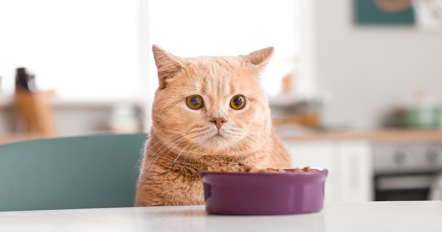 Recipe Cheesy Cat Treats PetlifeCA